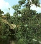 Ecuador: Lodge in the Amazon jungle