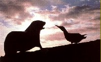 Ecuador: Galapagos - Sea Lion and bird