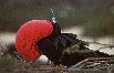 Ecuador: Galapagos - A Frigate bird