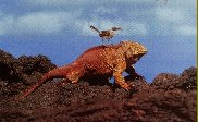 Ecuador: Galapagos - Iguana and bird