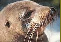 Ecuador: Galapagos - Sea Lion's face