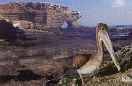 Ecuador: Galapagos - Cormorant in St. James Island