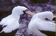 Ecuador: Galapagos - Courting Boobies