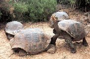 Ecuador: Galapagos - Galapagos tortoises